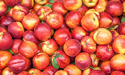 桃子吃多了会怎么样