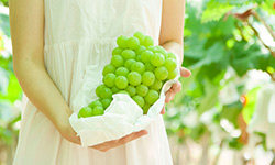 阳光玫瑰葡萄多少钱一斤