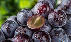 巨峰葡萄种植方法