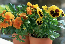 冬天有什么花开放