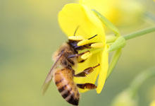 蜜蜂有什么本能