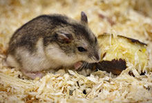 老鼠喜欢吃什么食物