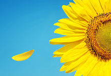 向日葵绕着太阳转的原因