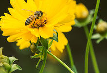 蜜蜂辨别方向的原因