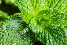 家里能养薄荷树吗