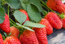 草莓储存温度是多少