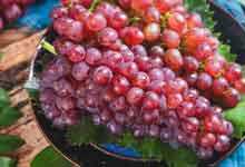 树葡萄的籽能不能吃