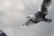 老鹰的克星是什么