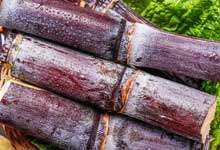 削好的甘蔗能放多久