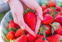 草莓是酸性还是碱性