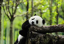 关于熊猫的知识有哪些
