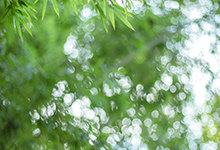 松树梅花竹子又被称为什么