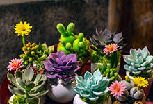 哪种纯植物保湿补水化妆品效果好