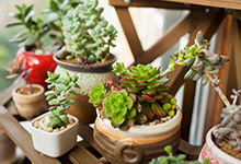 领导办公室放什么盆栽