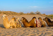 骆驼一般用来比喻什么