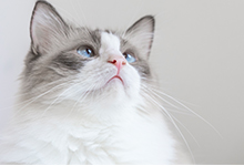 猫猫兔最佳交配是多大