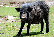 古代野猪林属那个省份