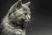 猫跳蚤会传染人吗