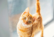 小猫咪可以喝牛奶吗