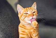 猫是什么样的动物