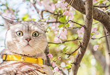 加菲猫和布偶猫那个聪明