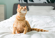 猫咪快生了有什么反应