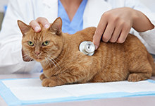 猫发情一般是公猫还是母猫