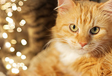 猫可以关笼子里养吗