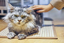 猫咪为什么不喜欢我抱着它睡觉