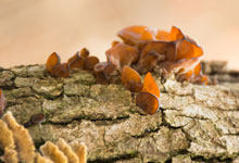 新鲜木耳怎么处理才能吃