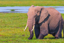 大象的尾巴有什么作用