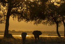 大象一般是通过什么方式来防晒的