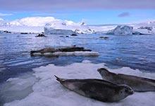 海豹在水里怎么呼吸