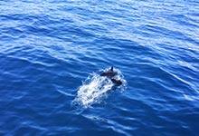 海豚有多少个鱼鳍