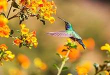 啄木鸟是几级保护动物