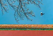 喜鹊是益鸟还是害鸟