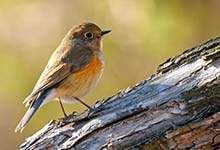 啄木鸟用什么捉害虫