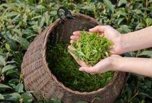 龙井茶有几个品种