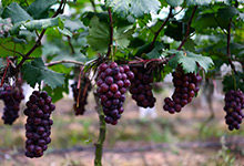 吃冬枣和葡萄要注意什么