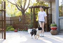 牧羊犬是什么动物