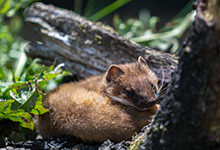黄鼠狼喜欢吃什么食物