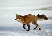 狐狸的尾巴有什么作用