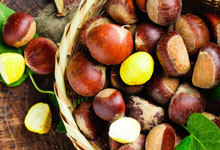 良乡栗子是在什么地方