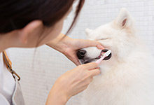 狗可以生吃鱼吗