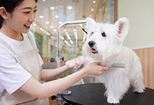 狗狗胆子特小特怕别的狗怎么办