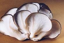 香菇冰箱里可以放几天