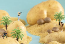 紫色土豆是转基因的吗