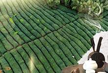 铁观音属于红茶吗