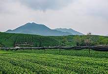 谷雨茶属于什么茶