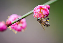 蜜蜂的介绍以及特点